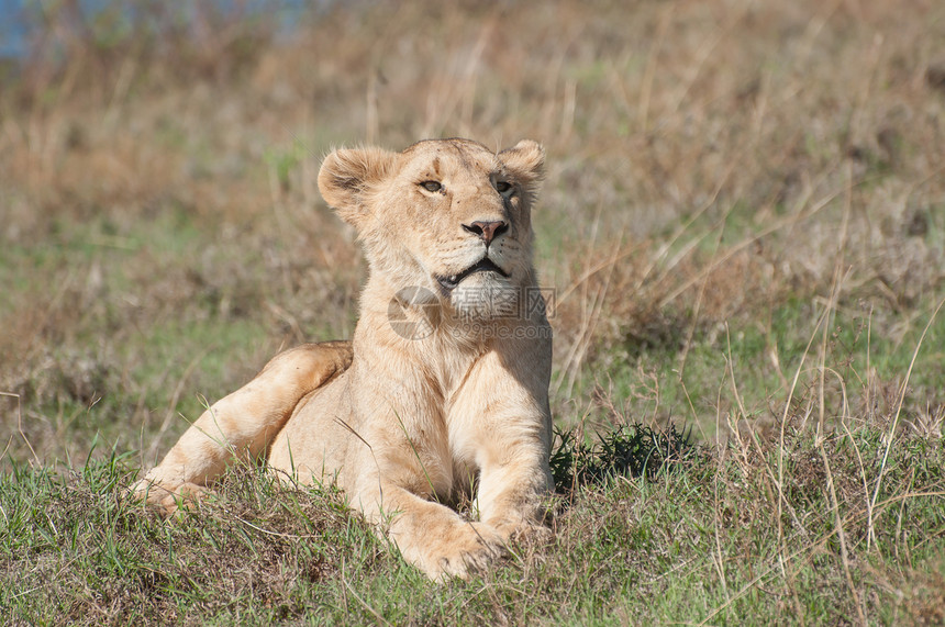 只母狮躺Ngorongoro火山口内座低矮的小山上的些短草里,边享受清晨的阳光她凝视着她的前方图片