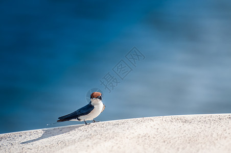 只小小的线尾巴燕子坐艘白色璃纤维河船的边缘上,河水的蓝色水鸟的后出来背景图片