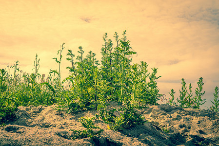 夏天干沙中的蓟植物背景图片