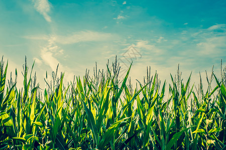 高高的绿色玉米作物,蓝天背景图片