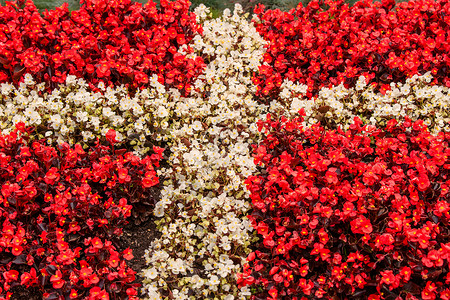 红色白色的花说明丹麦的图片