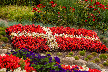 弗拉格斯塔夫花圃,红色白色的花,说明丹麦背景
