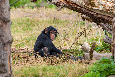 轻的黑猩猩大自然中玩耍高清图片