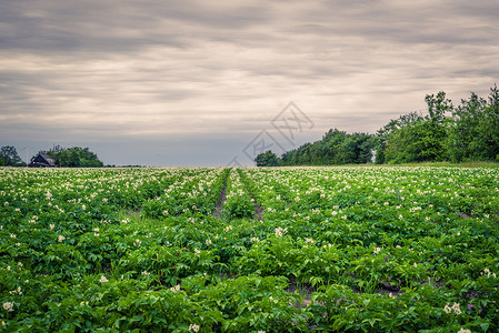 丹麦农场黑暗多云天气下的大土豆田背景