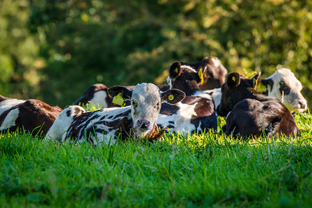 夏天躺草地上的牛图片