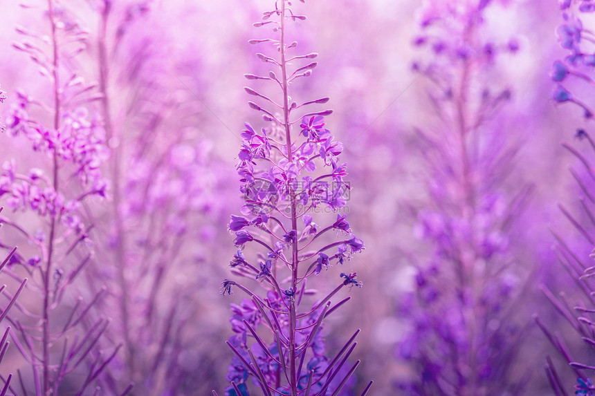 夏天的花紫罗兰的色调图片