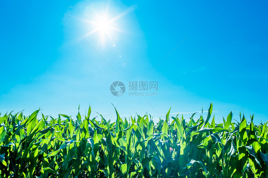 绿色的玉米田,阳光蓝天图片