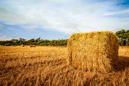 阳光下田野上的稻草图片