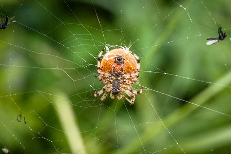 大蜘蛛个蚊子的网里背景图片