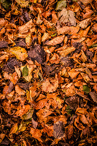 秋天时峡谷上的落叶美丽的高清图片素材