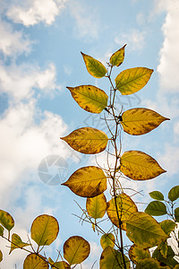 秋天的时候,秋天的叶子树上自然高清图片素材