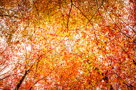秋天的时候,秋天的叶子树上自然的高清图片素材