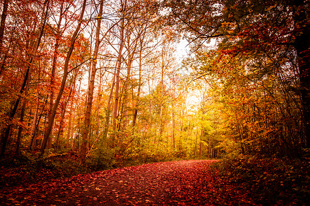 美丽的秋天风景,温暖的颜色九月高清图片素材