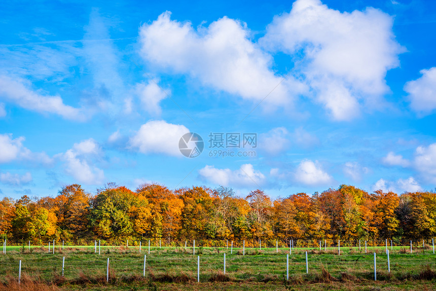 秋天用树木篱笆景观图片