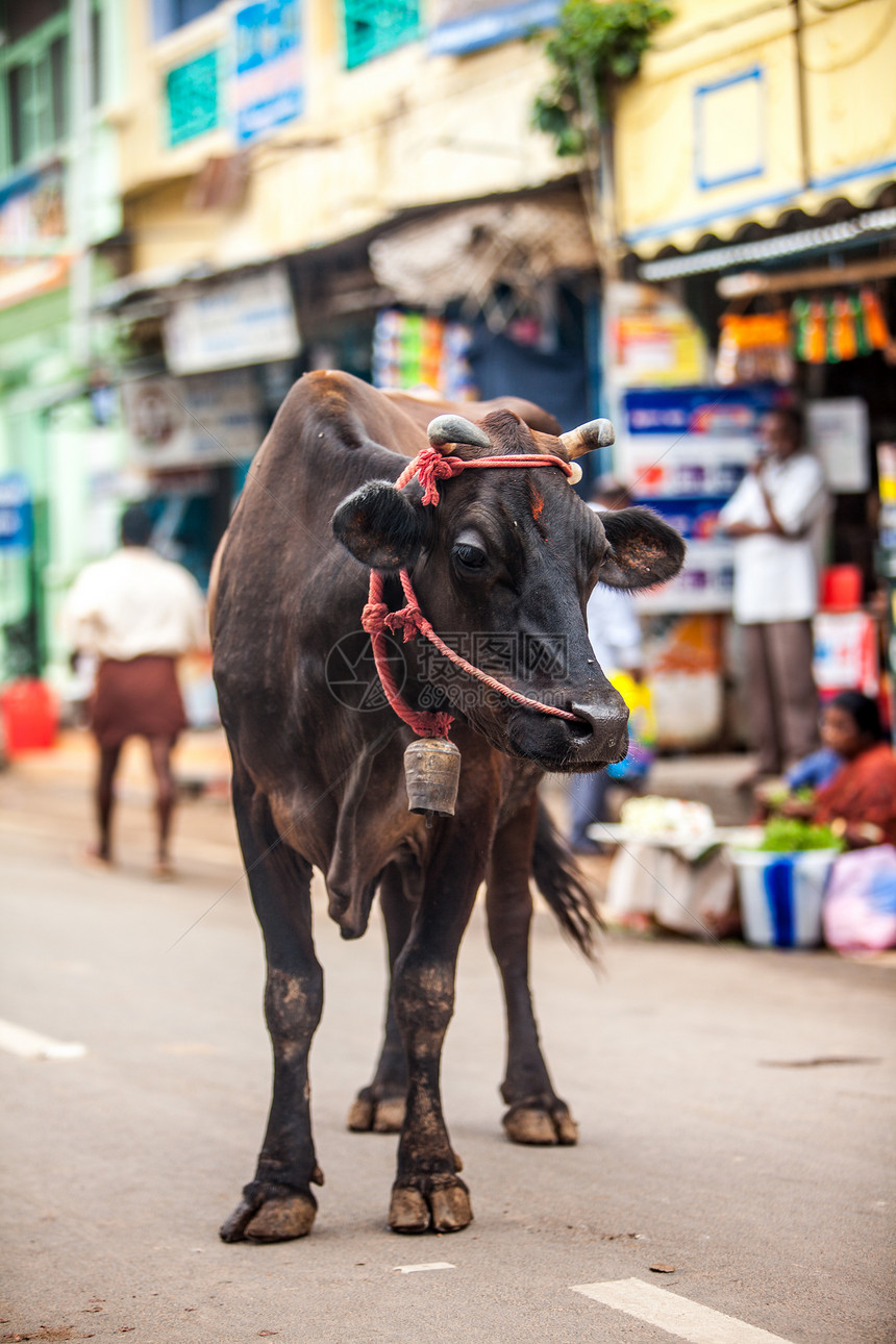 印安镇街上的牛印度,牛种神的动物图片