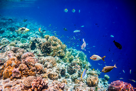 珊瑚礁各种硬珊瑚软珊瑚热带鱼类背景图片