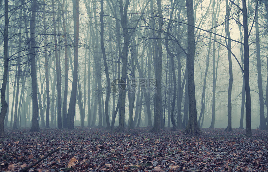 秋天森林里雾蒙蒙的夜晚图片