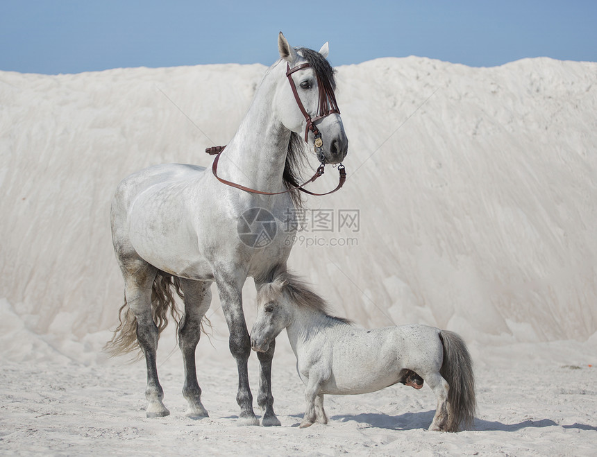 两匹白马明亮的沙漠上图片