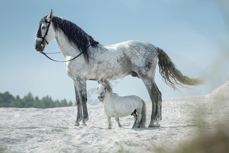 阿拉伯母马两匹漂亮的马停巨大的沙漠上背景