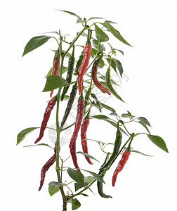 植物上的红绿辣椒图片