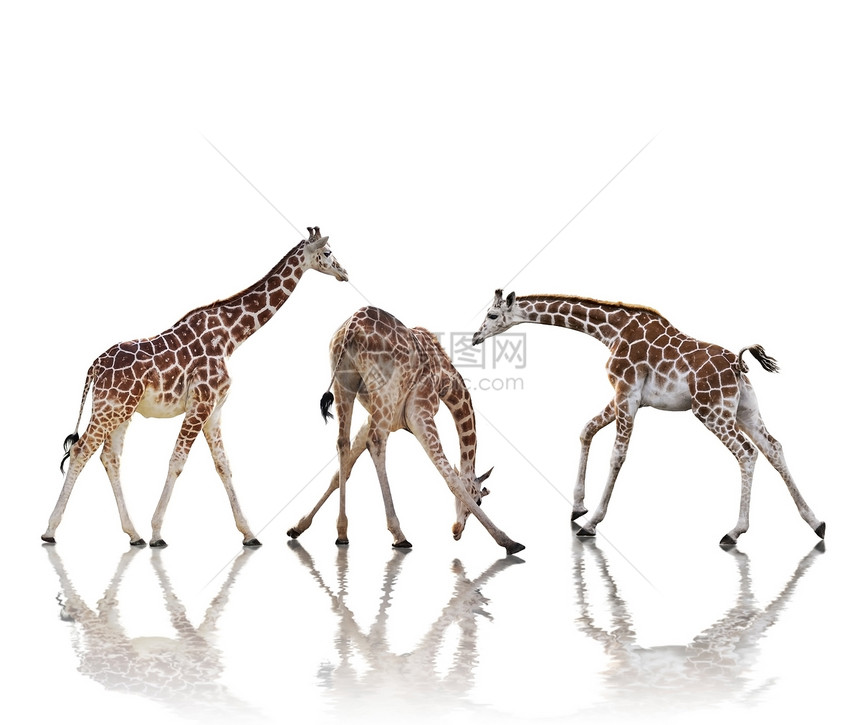 带反射的长颈鹿,白色背景上孤立图片