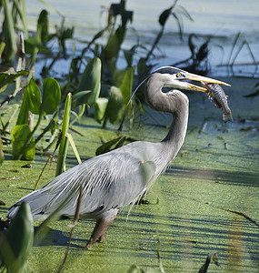 佛罗里达州鸟池塘很棒的蓝鹭条鱼背景
