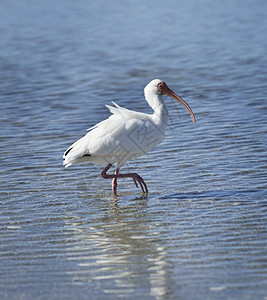 白色的ibis水里行走图片