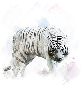 水彩数字画白色老虎肖像图片