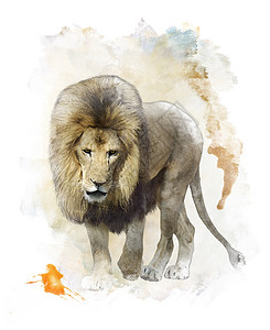 水彩狮子行走狮子的水彩数字绘画背景