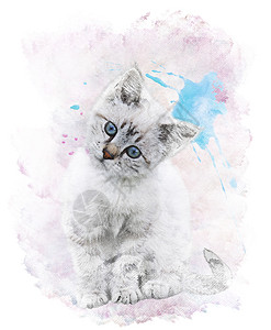 水彩数字画白色小猫图片