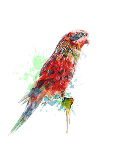 鹦鹉画彩色鹦鹉的水彩数字画背景