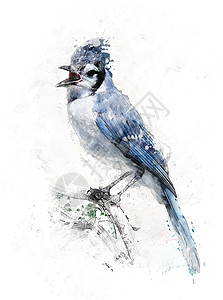 蓝色杰鸟的水彩数字画图片