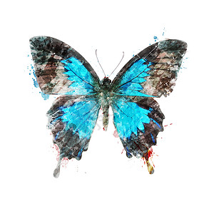 热带蝴蝶的水彩数字绘画图片