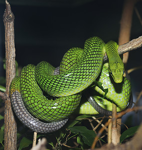 红色尾巴绿色蛇水族馆图片