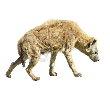 白色背景上分离的斑点鬣狗背景图片