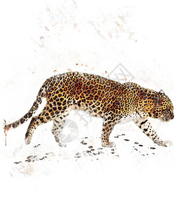 行走豹的水彩数字绘画图片