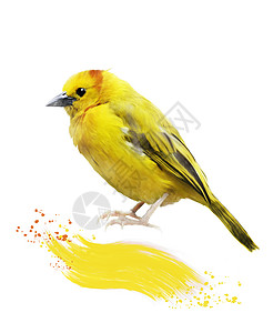 黄色鸟的水彩数字画图片
