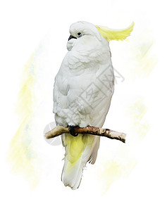 白色鹦鹉的数码画图片