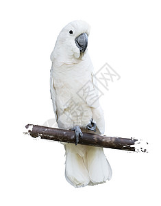 白色鹦鹉的数码画图片