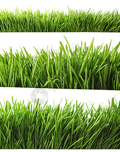 新鲜的绿色春天草隔离白色的背景上图片