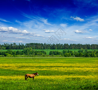 春天的夏天背景绿色的草地,草地,风景,蓝天下,带着牧马图片