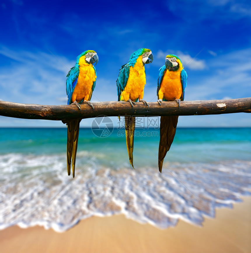 热带度假热带美丽的海滩海洋上的三只鹦鹉蓝黄相间的鹦鹉AraArarauna,也被称为蓝色金色的鹦鹉图片
