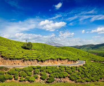 喀拉拉印度旅行背景道路绿色茶园穆纳尔,喀拉拉,印度图片