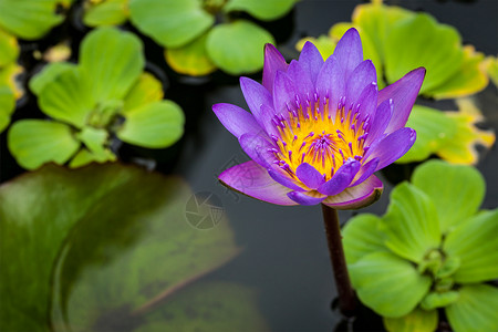 池塘里的紫色莲花特写图片