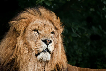 被囚禁的非洲狮子豹狮子座大猫的肖像背景图片