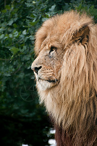 被囚禁的非洲狮子豹狮子座大猫的肖像背景图片