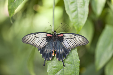 亚洲燕尾蝶图片