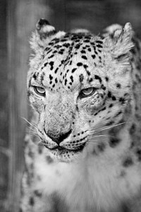 雪豹黑色背景美丽的肖像雪豹大猫被囚禁黑白单色背景
