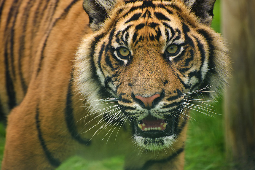 苏门答腊虎豹的肖像,蒂格里斯苏门答腊大猫被囚禁