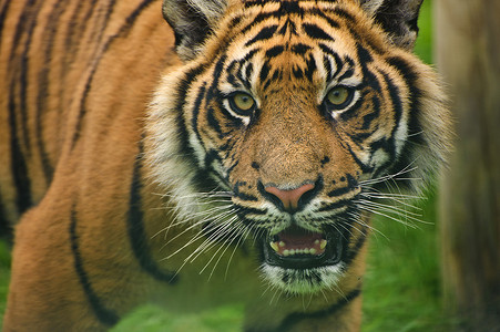 苏门答腊虎豹的肖像,蒂格里斯苏门答腊大猫被囚禁爪子高清图片素材